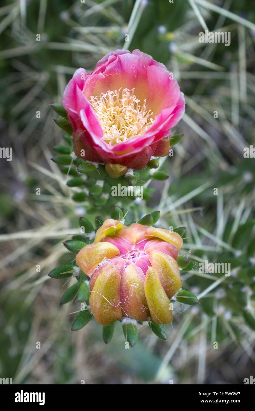 Austrocylindropuntia subulata blossoming. Also known by its common names as Eves pin and Eves needle Stock Photo