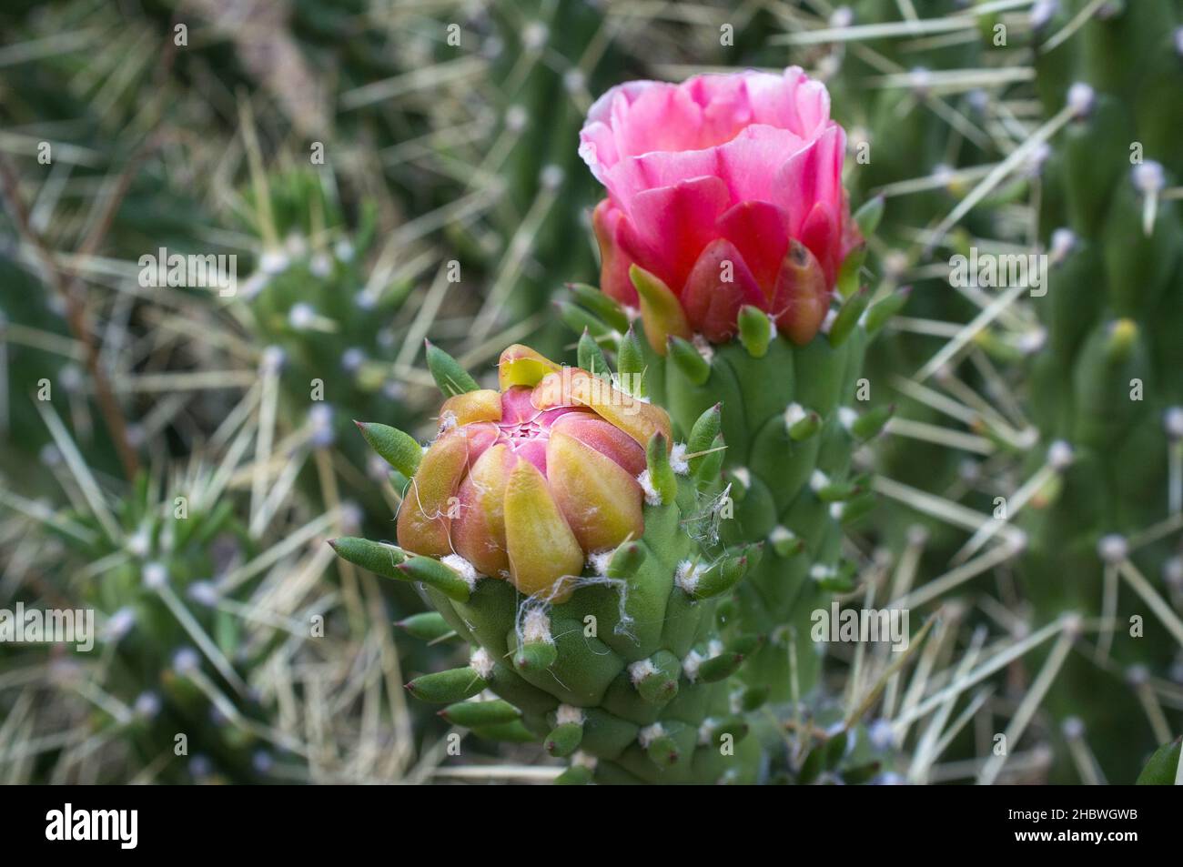 Austrocylindropuntia subulata blossoming. Also known by its common names as Eves pin and Eves needle Stock Photo