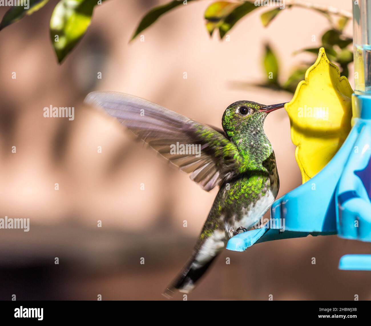 A shallow focus of a Plain-bellied emerald hummingbird Stock Photo