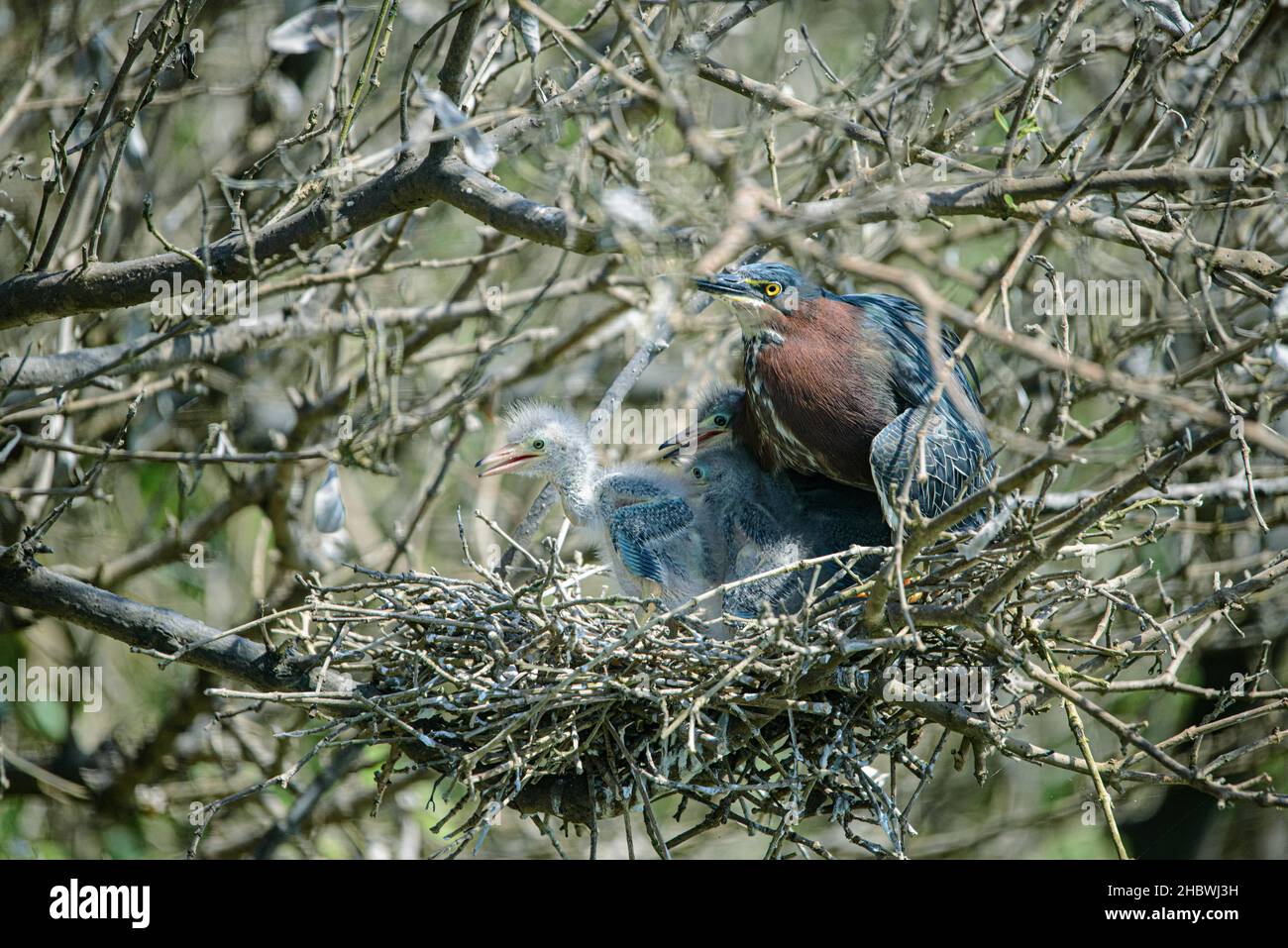 Green Back Heron with baby chicks in nest Stock Photo