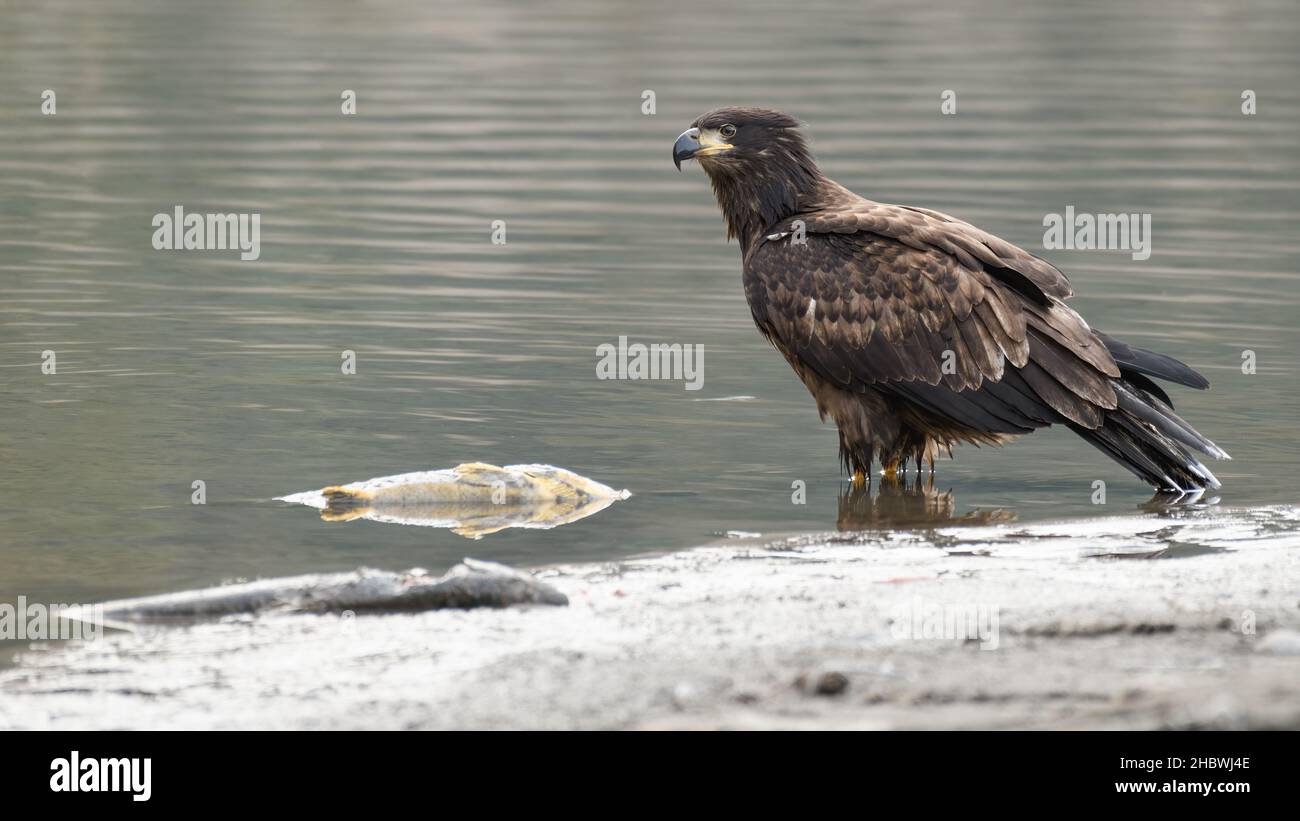 An immature bald eagle stands on the edge of the Nooksack River with two dead spawning salmon in the water nearby Stock Photo