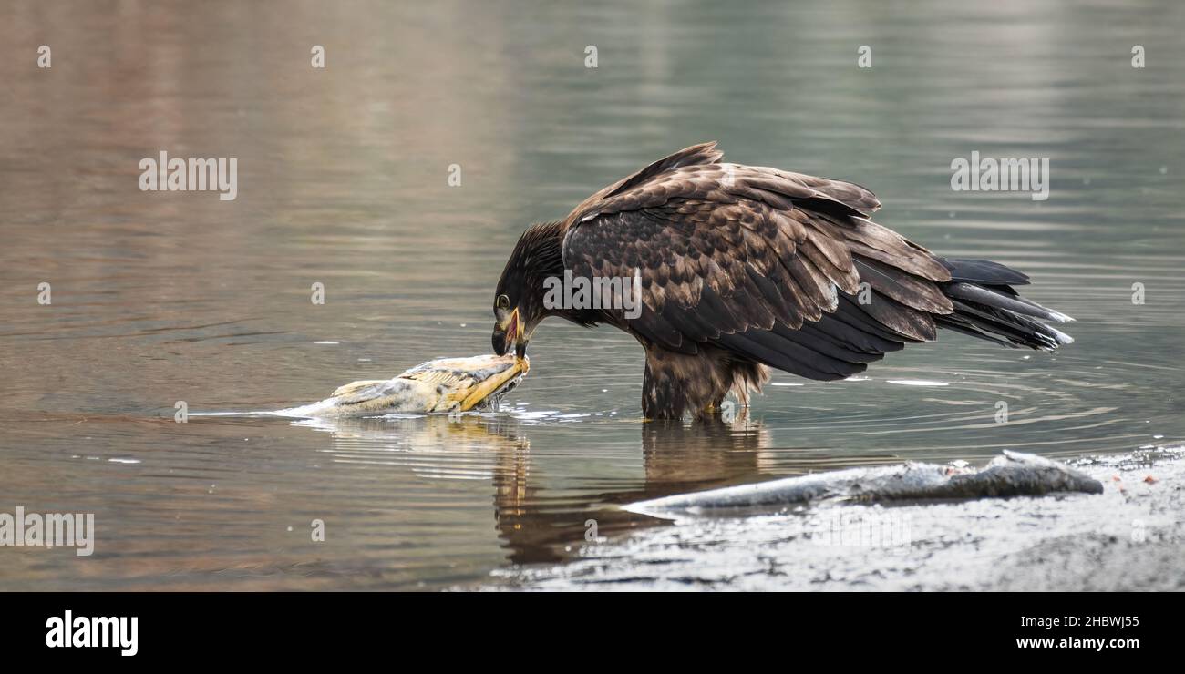 An immature bald eagle hooks a dead salmon on the edge of the river with its beak and pulls it up while standing in the water Stock Photo