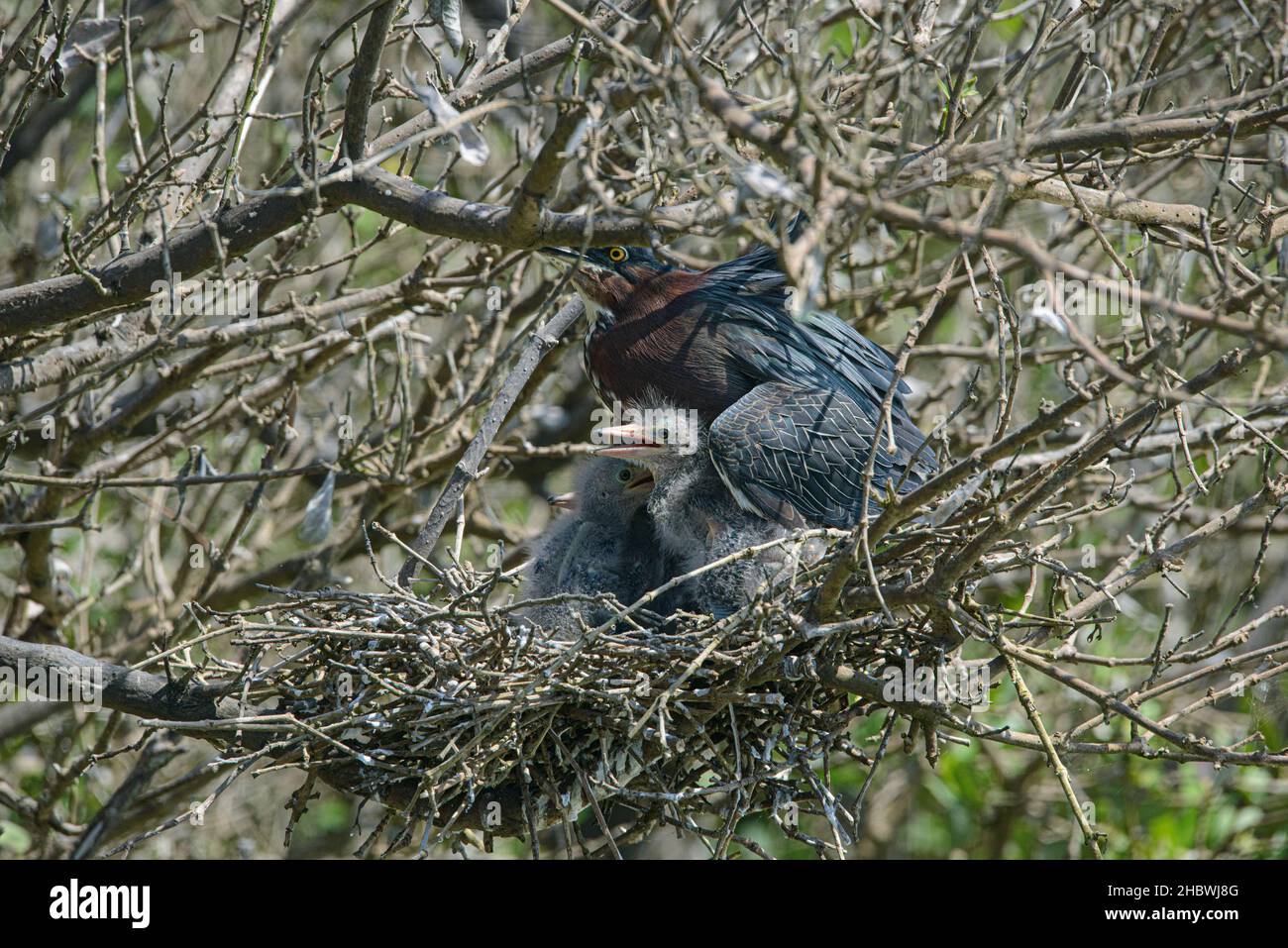 Green Back Heron with baby chicks in nest Stock Photo