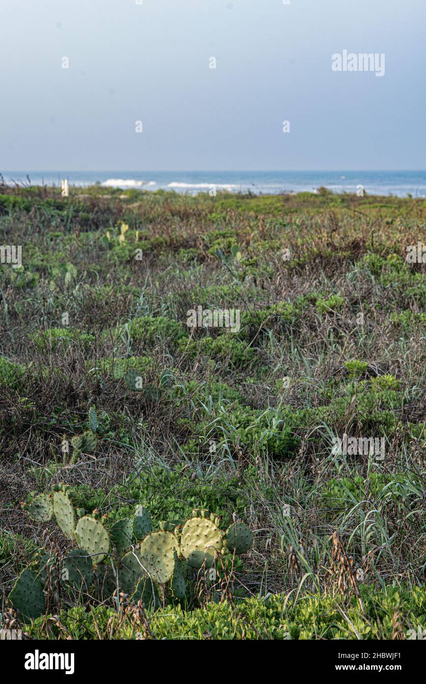 Plants on sand dune with the Gulf of Mexico on South Padre Island, Texas USA Stock Photo