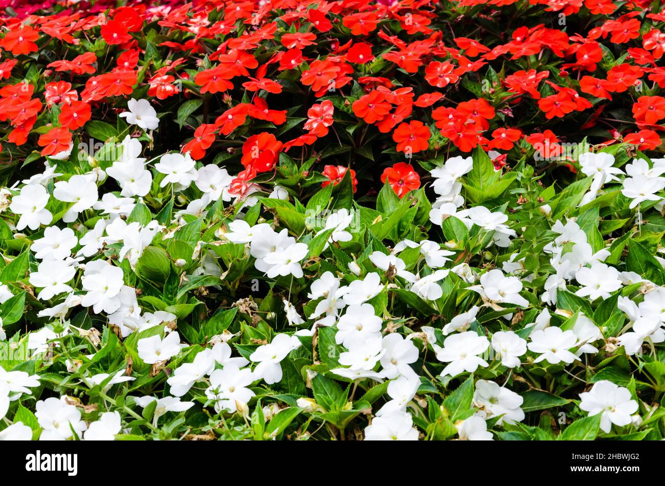 A background of white and red Impatiens walleriana or busy Lizzie flowers in Andalusian village Stock Photo