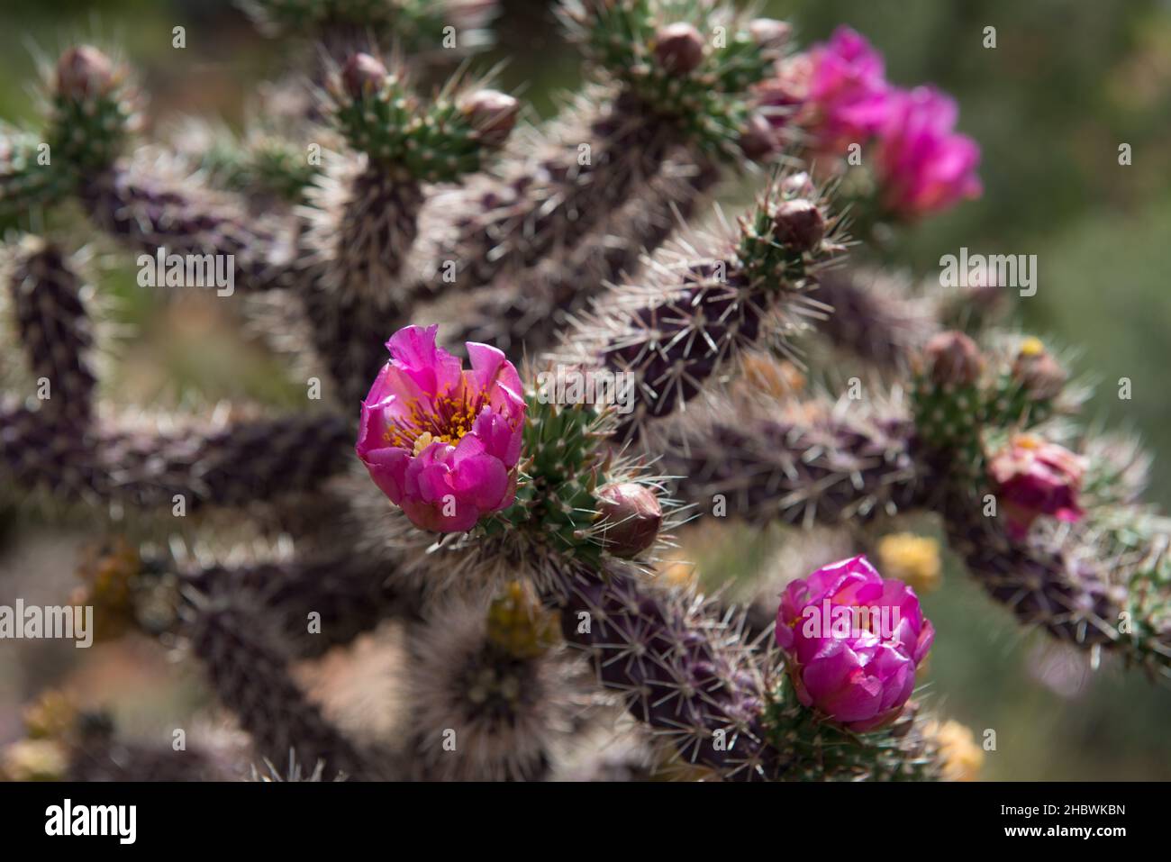 Red Cactus Flowers Stock Photo