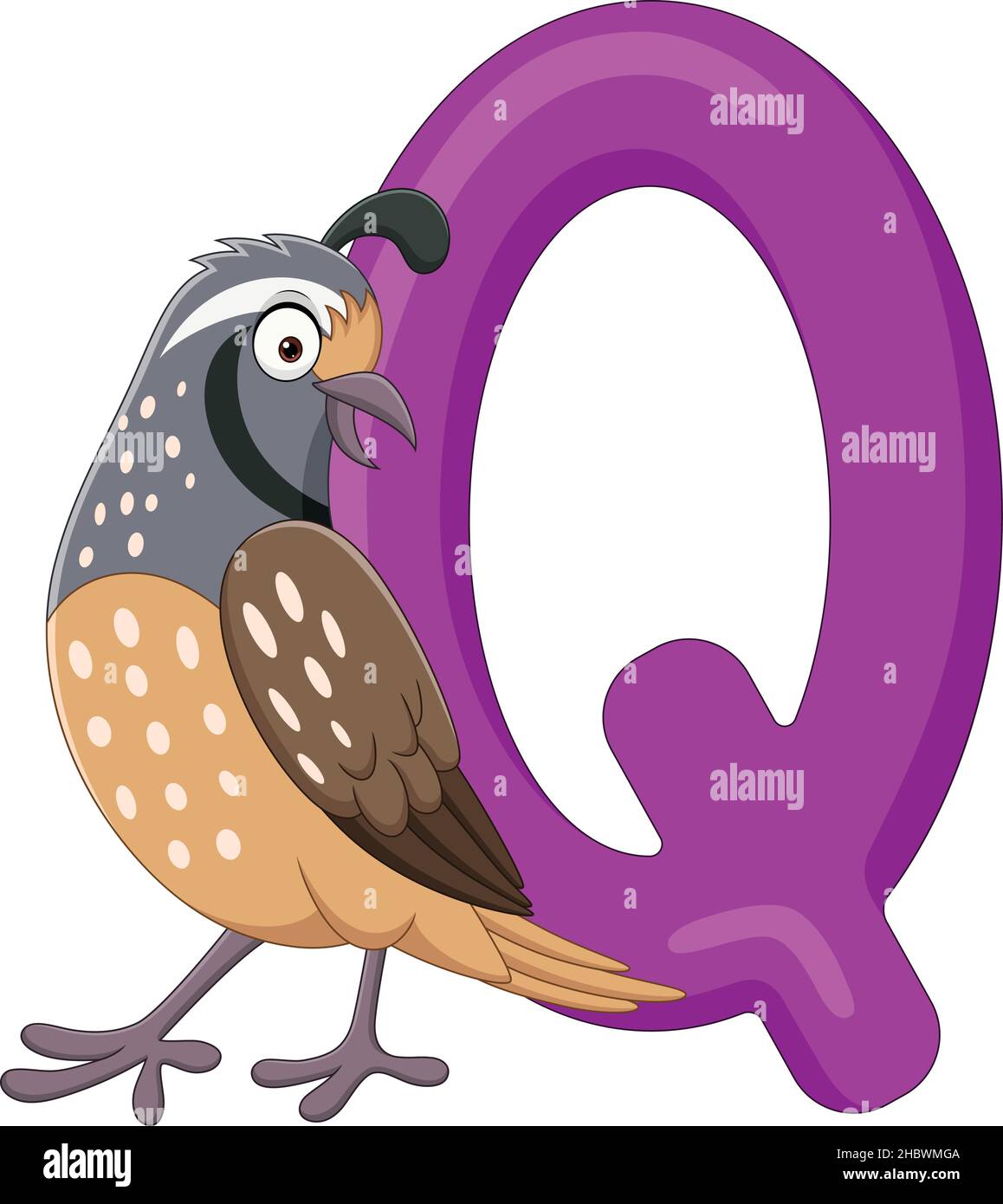 Alphabet letter Q for Quail Stock Vector Image & Art - Alamy