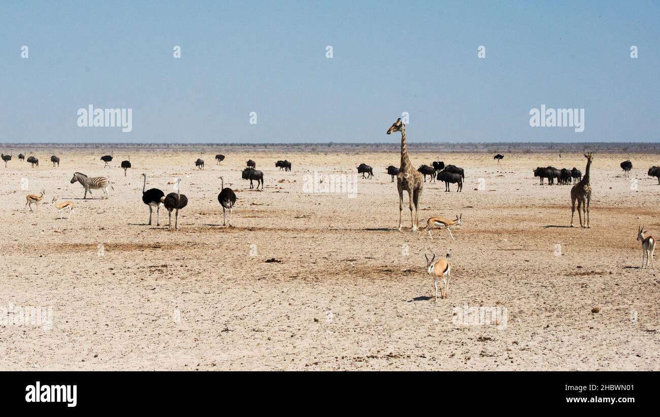 Different animals africa hi-res stock photography and images - Alamy