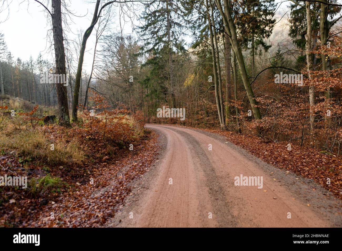 Lonely road in forest hi-res stock photography and images - Alamy