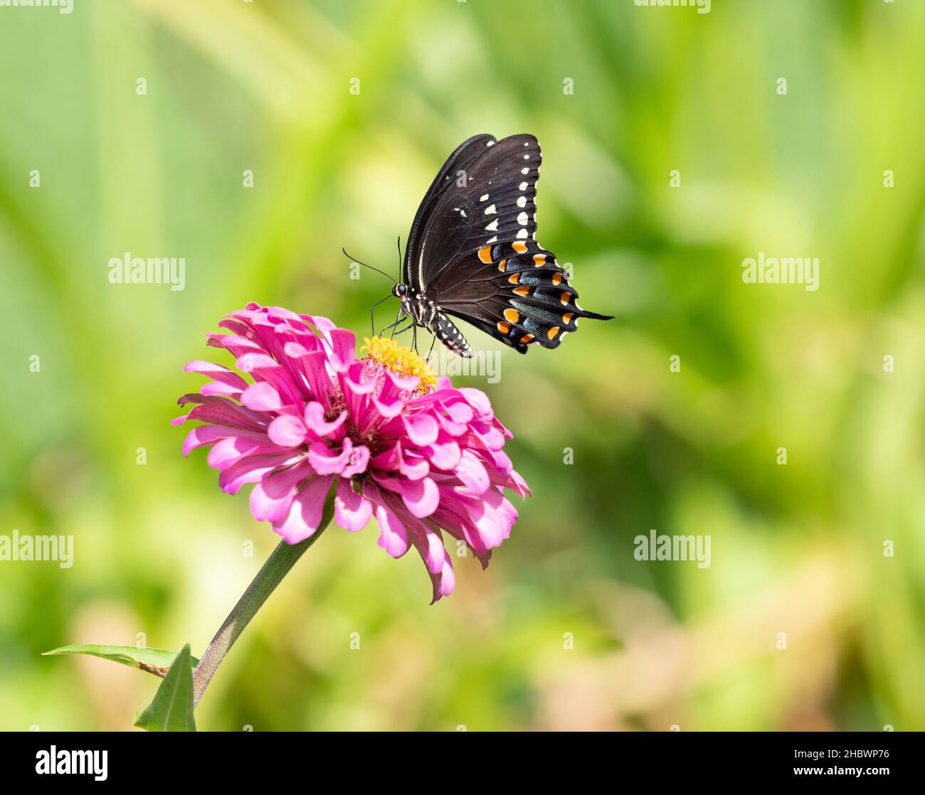 Eastern black swallowtail butterfly hi-res stock photography and images