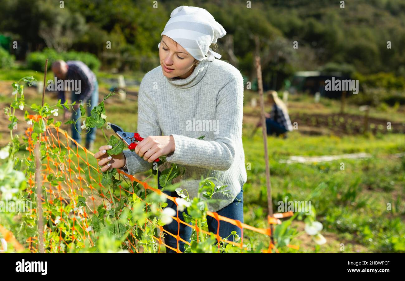 Female cutting green peas plants Stock Photo Alamy