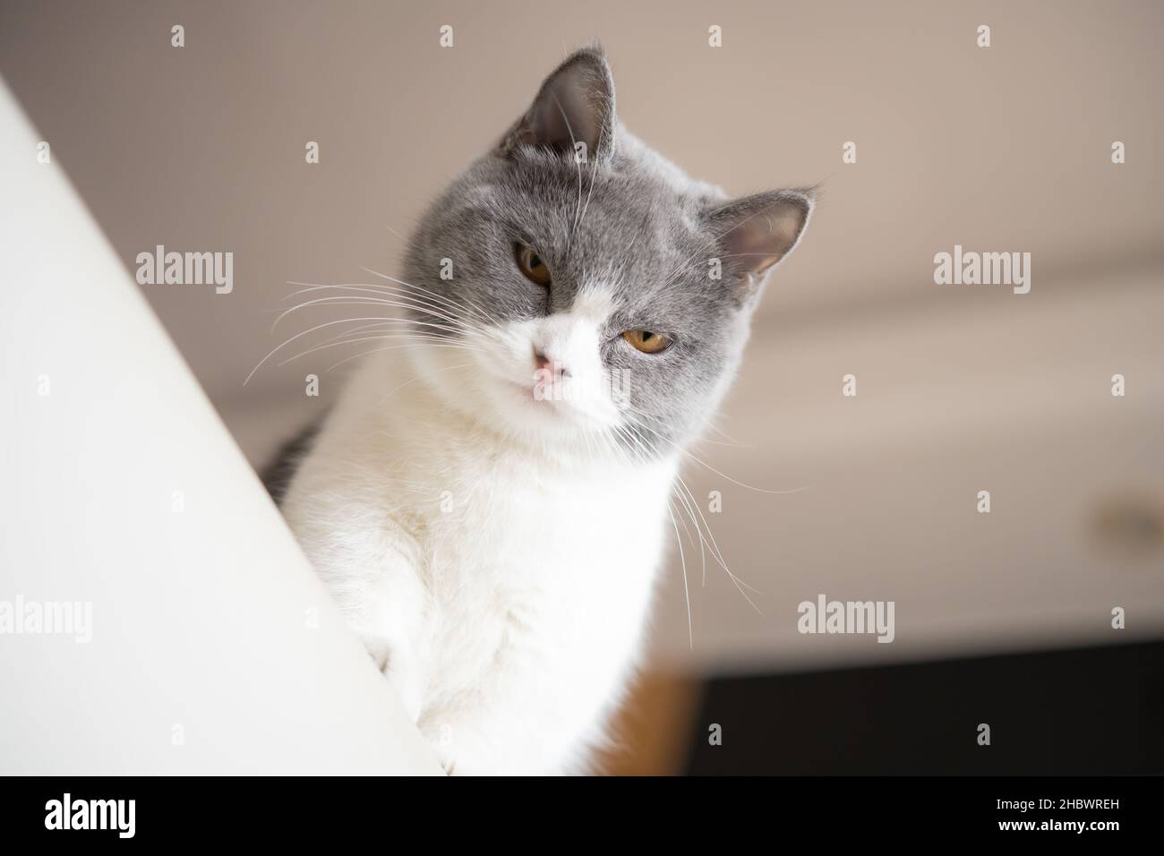 low angle view of a british shorthair cat and looking at the camera ...