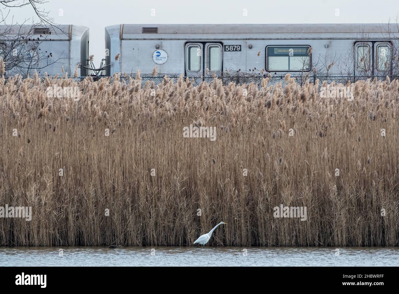Great Egret and A train at Jamaica Bay Wildlife Refuge on December 21st Stock Photo