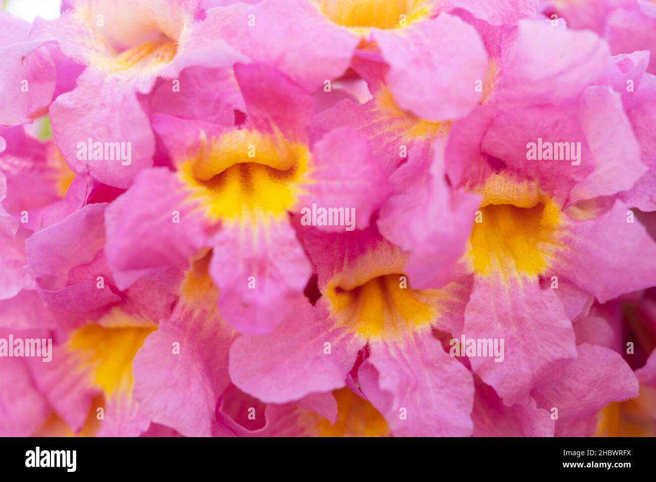 beautiful blooming Tabebuia Rosea or Tabebuia Chrysantha Nichols close up Stock Photo