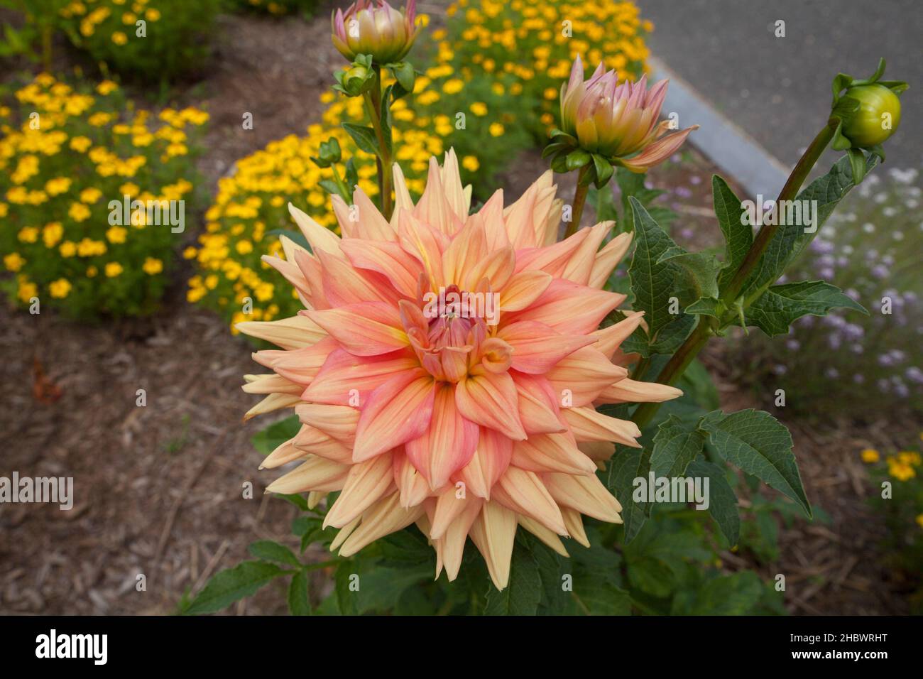 Front yard flowers in Northampton Massachusetts garden. Stock Photo