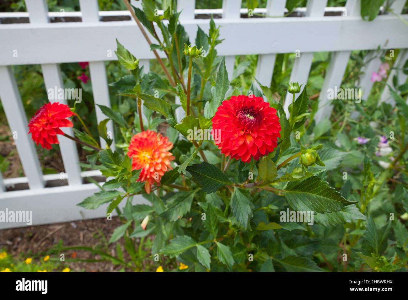 Front yard flowers in Northampton Massachusetts garden. Stock Photo