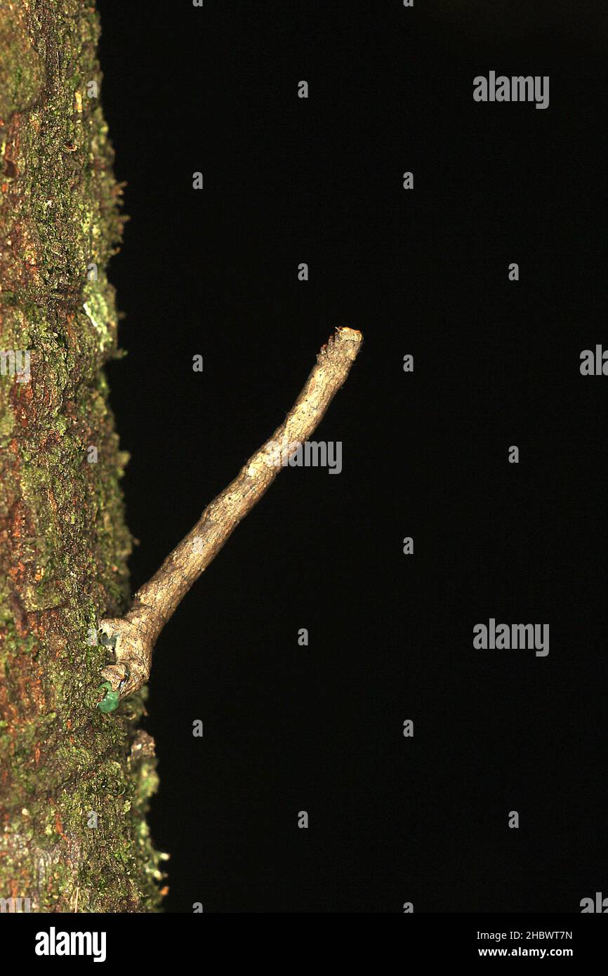 Geometrid  looper caterpillar (Pseudocoremia sp) Stock Photo