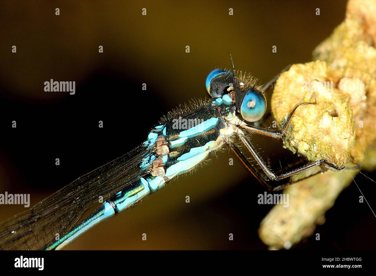 Blue damselfly (Austrolestes colonensis Stock Photo - Alamy
