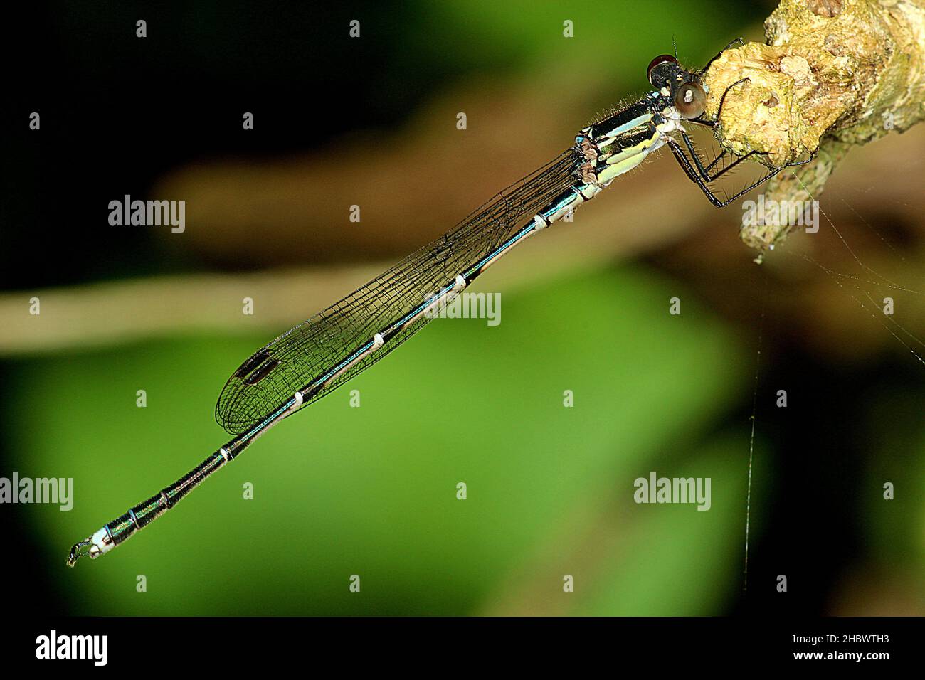 Blue damselfly (Austrolestes colonensis Stock Photo - Alamy