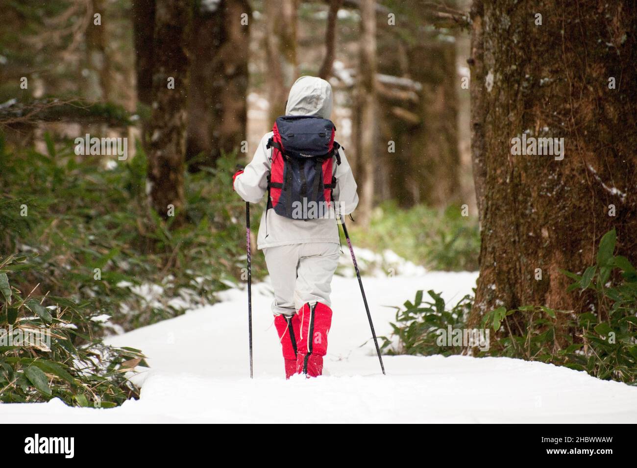 A hiker walks along a snowy trail in winter at Kamikochi, Nagano, Japan. Stock Photo