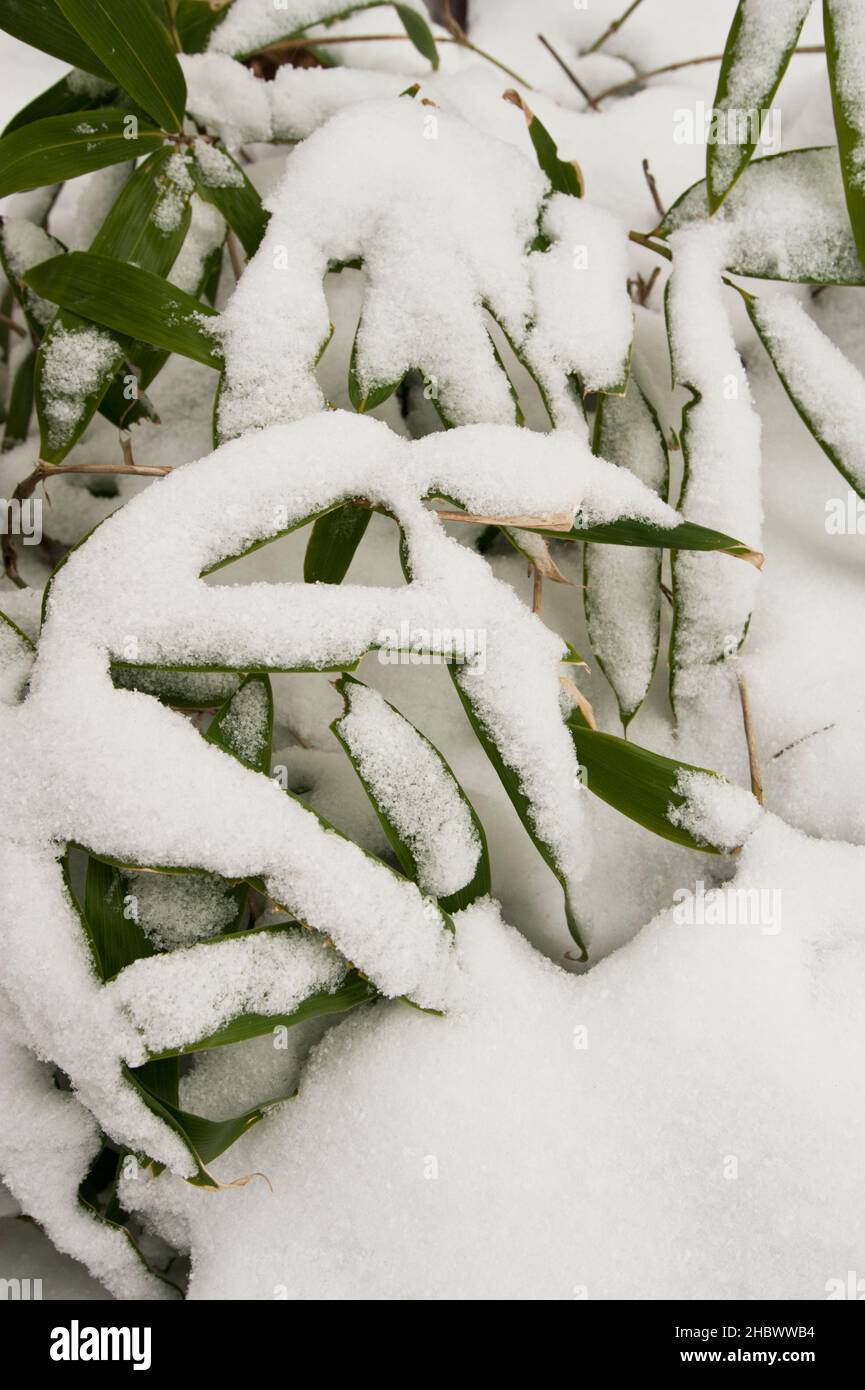 Early winter covers the sasa bamboo grass with snow at Kamikochi, Nagano, Japan Stock Photo