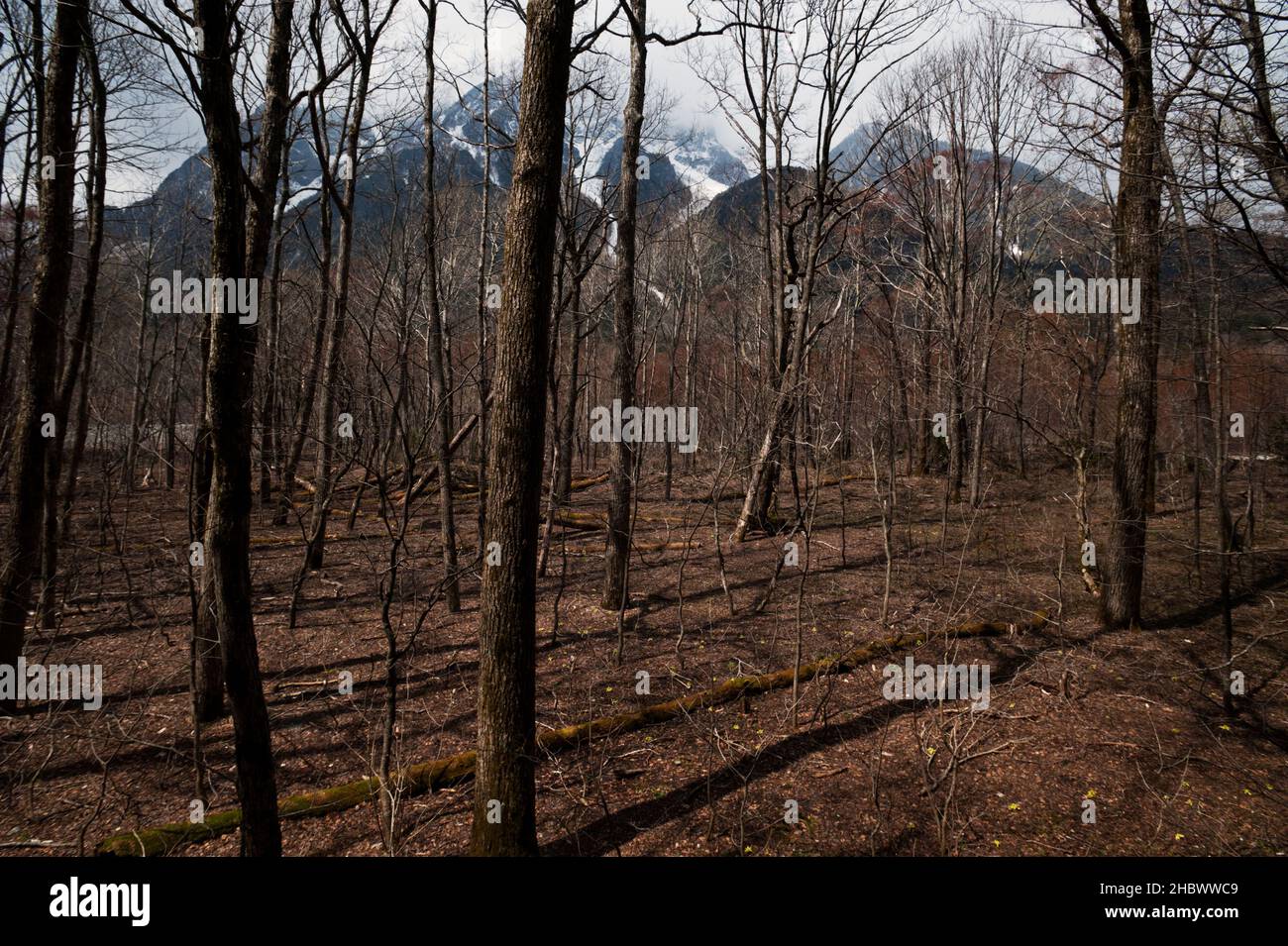 The Hotaka Mountains backdrop the bare trees in early spring in Kamikochi. Stock Photo