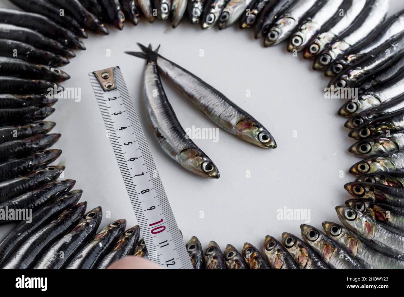 https://c8.alamy.com/comp/2HBWY23/small-fish-anchovyhamsi-measured-with-metal-tape-measure-2HBWY23.jpg