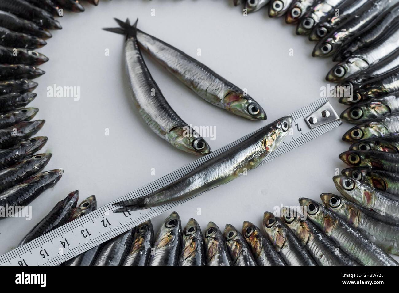 Small fish anchovy,Hamsi measured with metal tape measure.One small ...