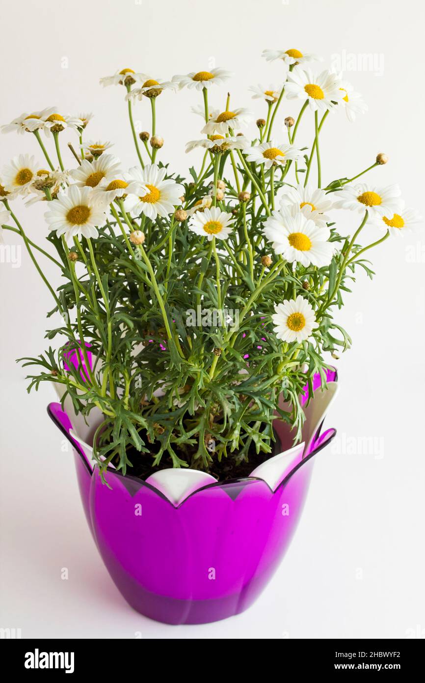 Fresh,beautiful daisies in purple pot on white surface.Conceptual and