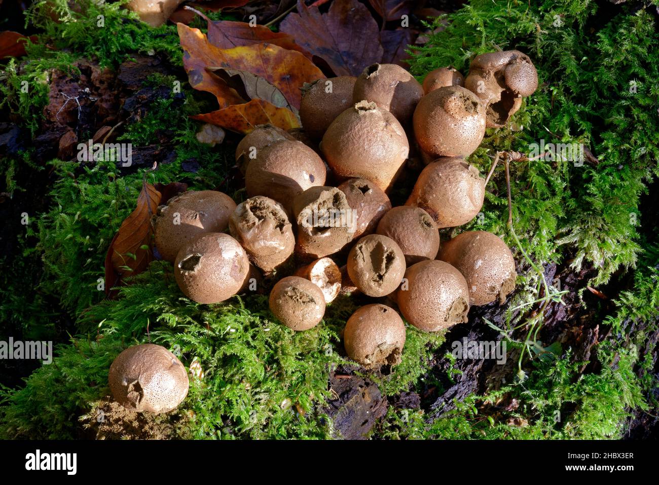 Stump Puffball - Lycoperdon pyriforme, mature fruit bodies showing spore mass Stock Photo