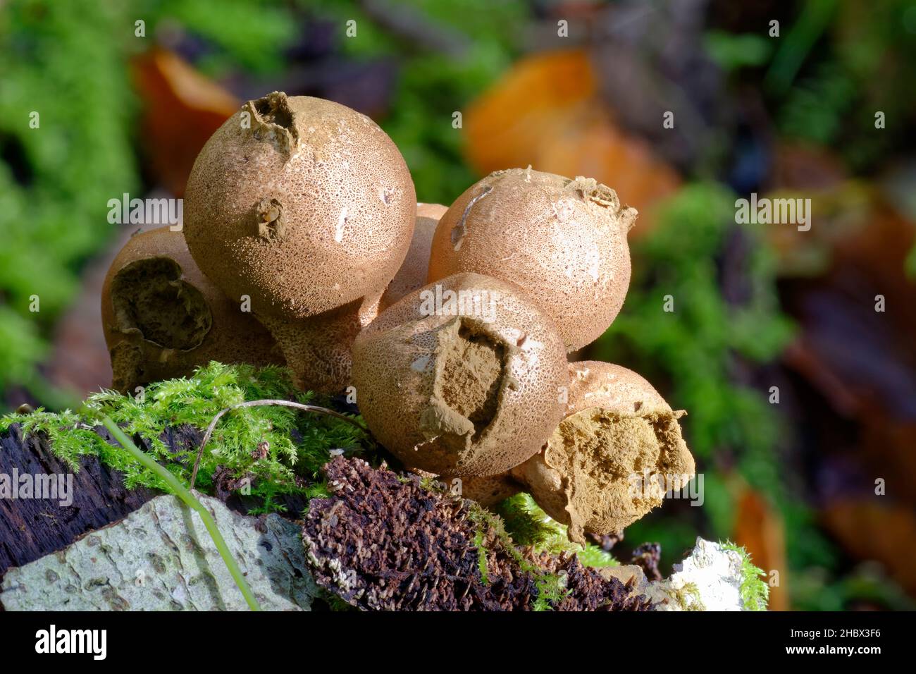 Stump Puffball - Lycoperdon pyriforme, mature fruit bodies showing spore mass Stock Photo