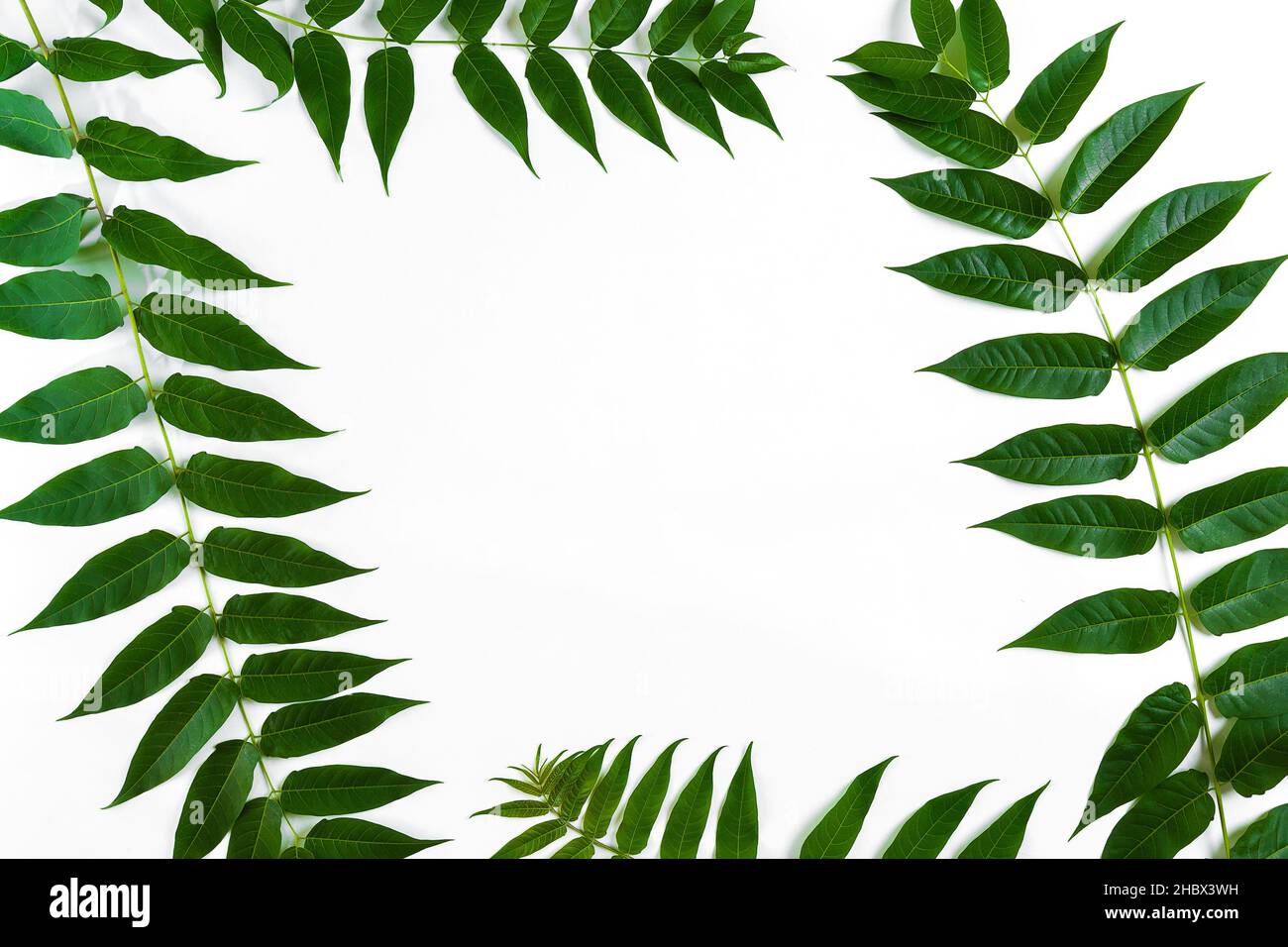 Green leaf branches on white background. flat lay, top view Stock Photo ...