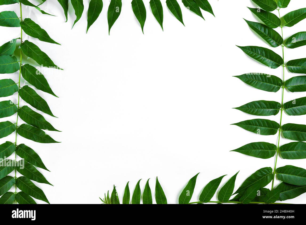Green leaf branches on white background. flat lay, top view Stock Photo ...
