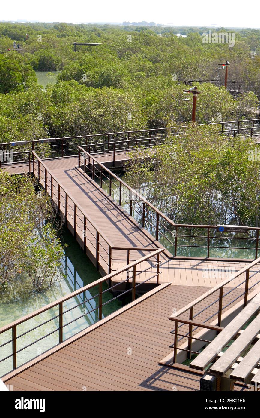 Boardwalk at Jubail Mangrove Park, with grey mangroves, Avicennia marina, Jubail Island, Abu Dhabi, United Arab Emirates Stock Photo