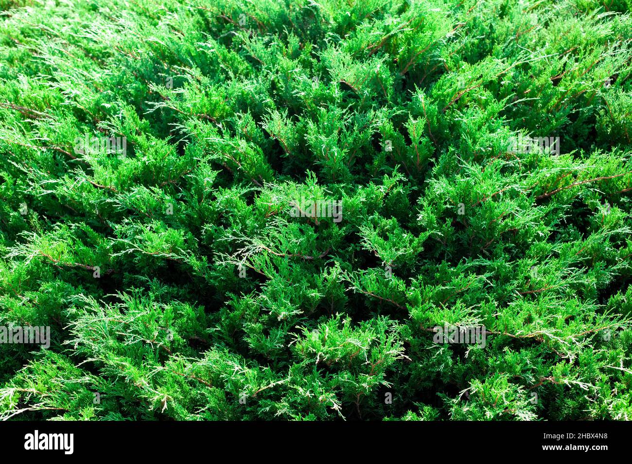 The juniper bush close up. Background with juniper branches growing in the park. Evergreen coniferous plant. Stock Photo