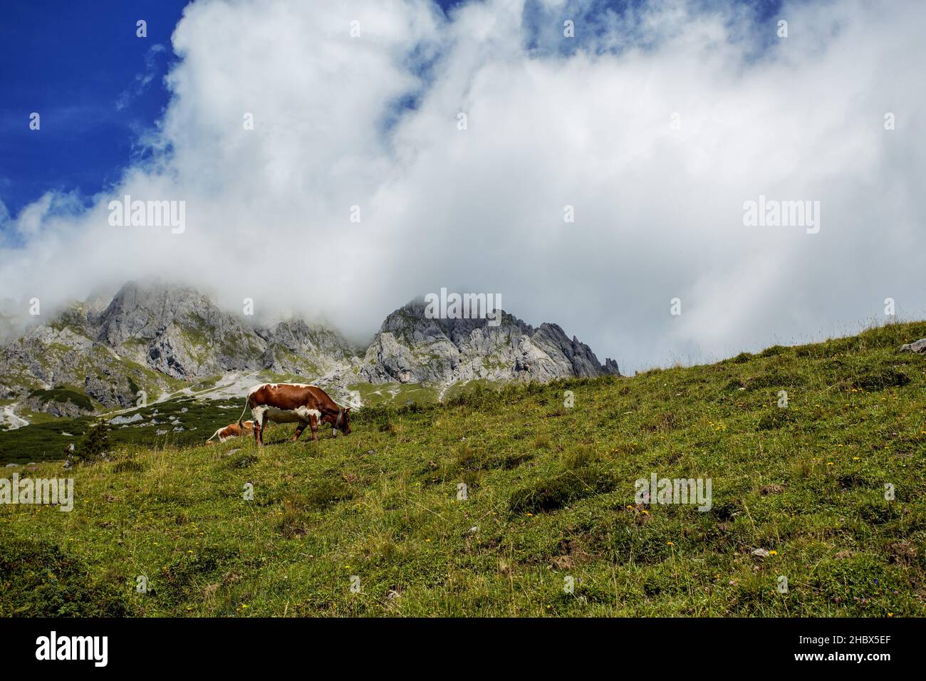 A stunning alpine landscape with happy cows grazing freely on lush ...