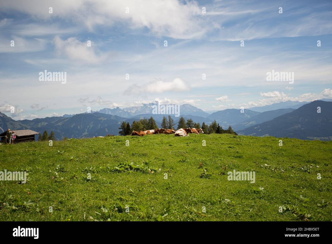 A stunning alpine landscape with happy cows grazing freely on lush ...
