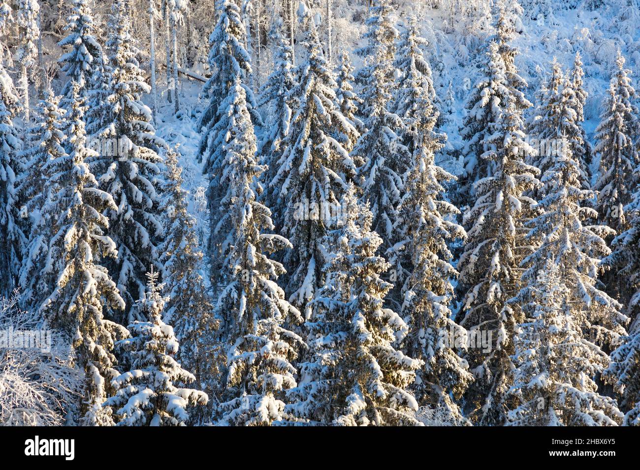Coniferous forest with snow in the winter Stock Photo - Alamy