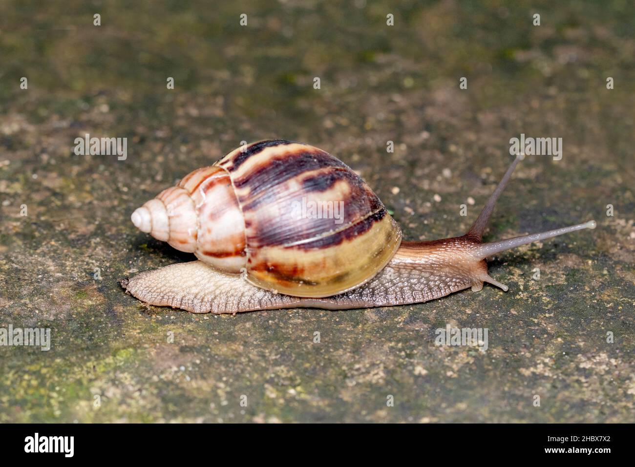 Giant African land snail, Achatina fulica , family - Achatinidae Stock Photo