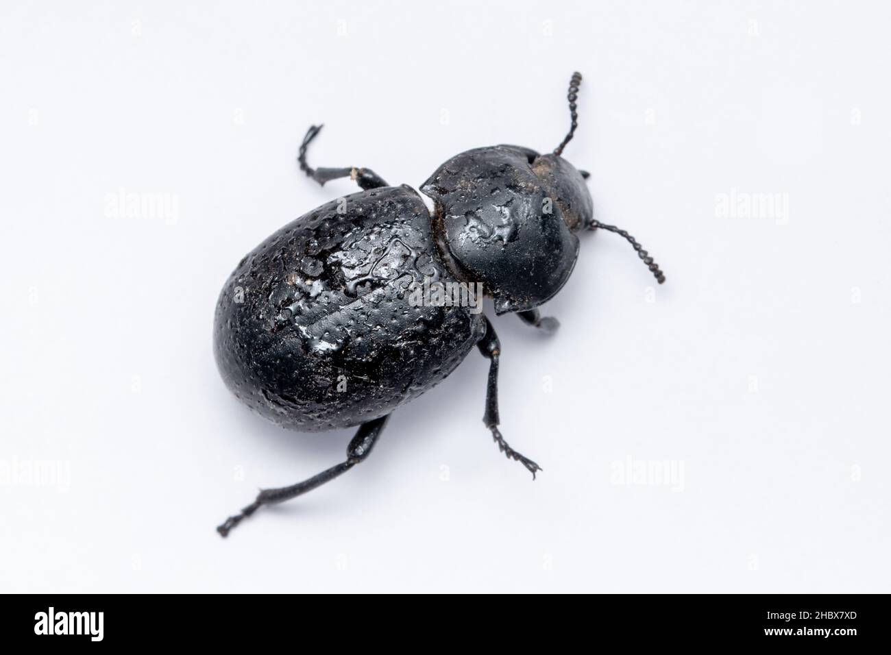 Cellar Beetle, Blaps mortisaga, Pune, Maharashtra, India Stock Photo