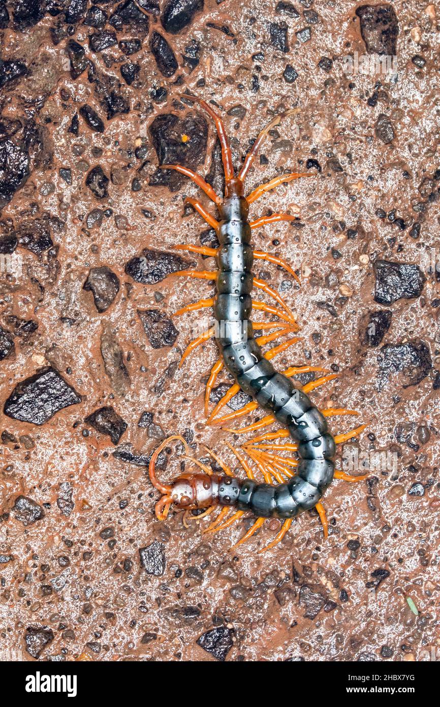 Dorsal of Indian centipede, Scolopendra cingulata,  Satara, Maharashtra, India Stock Photo