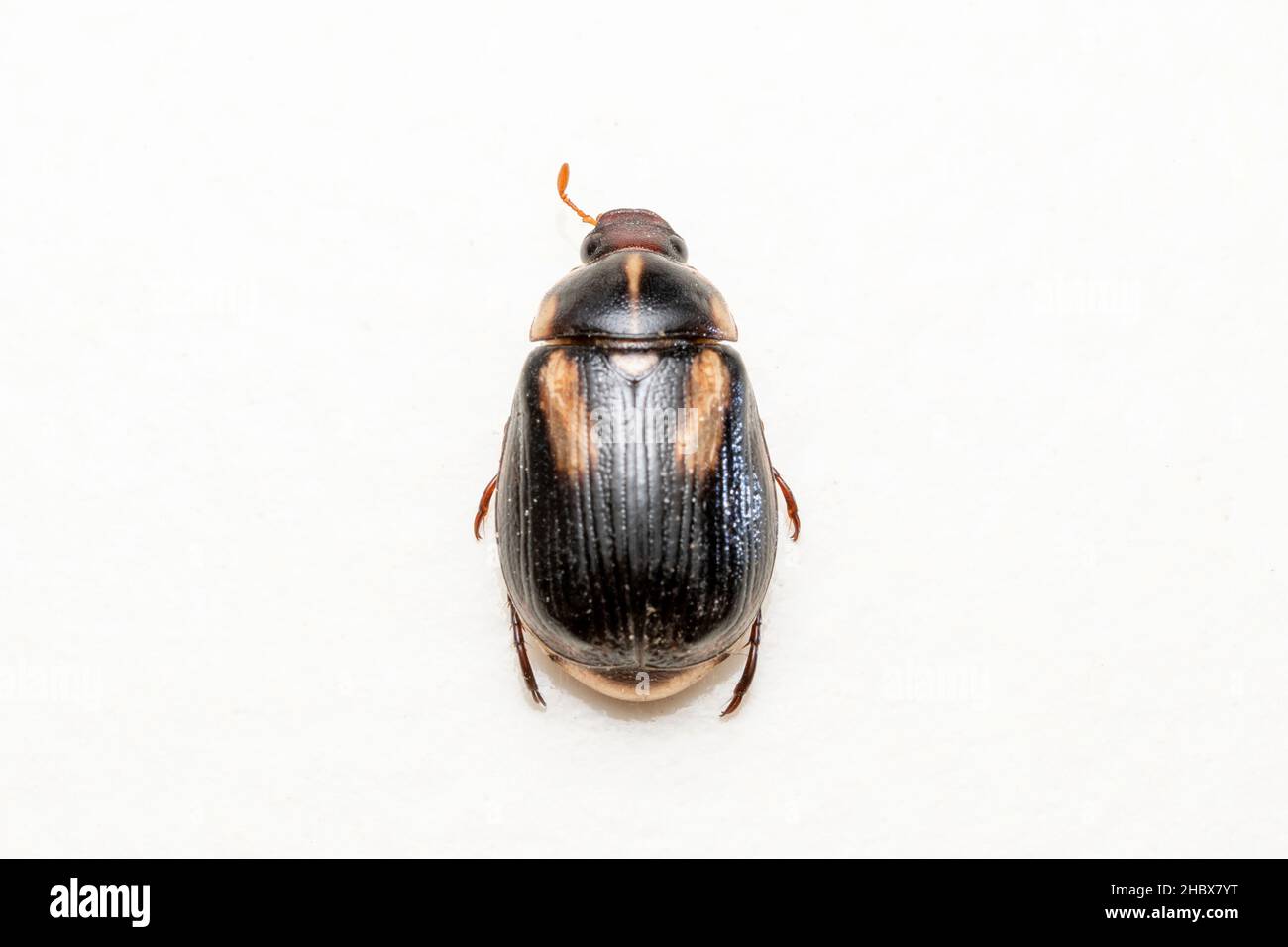 Dorsal of Scarab beetles, Cyclocephala melanocephala is a species of beetle in the subfamily Dynastinae,Satara, Maharashtra, India Stock Photo
