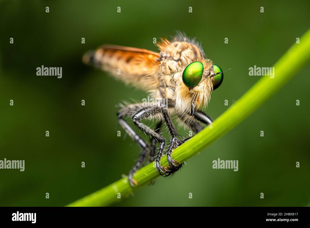 Green eyed assasin fly, Zostera indica,  Satara, Mharashtra, India Stock Photo