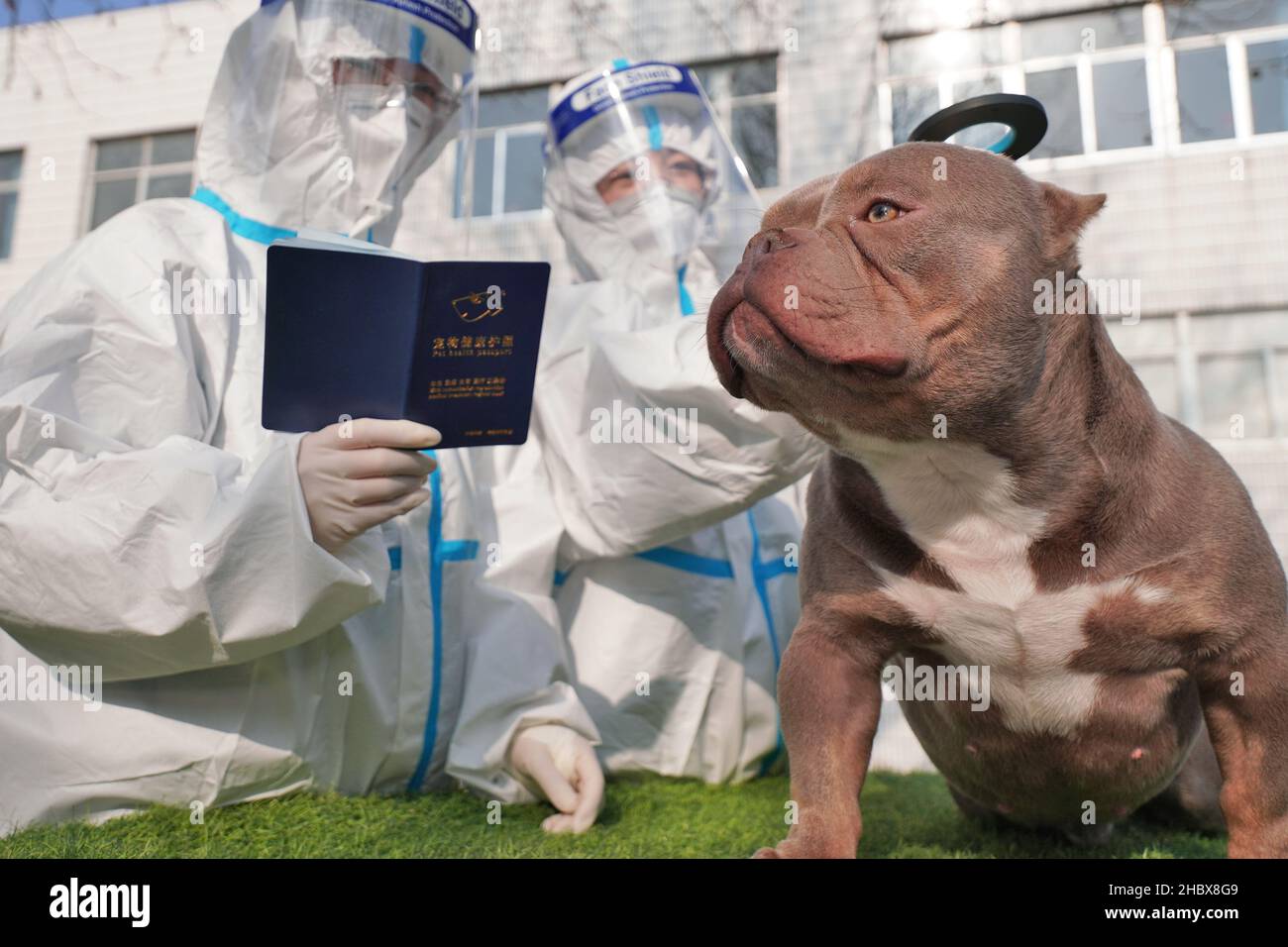 YANTAI, CHINA DECEMBER 22, 2021 A customs inspection and quarantine