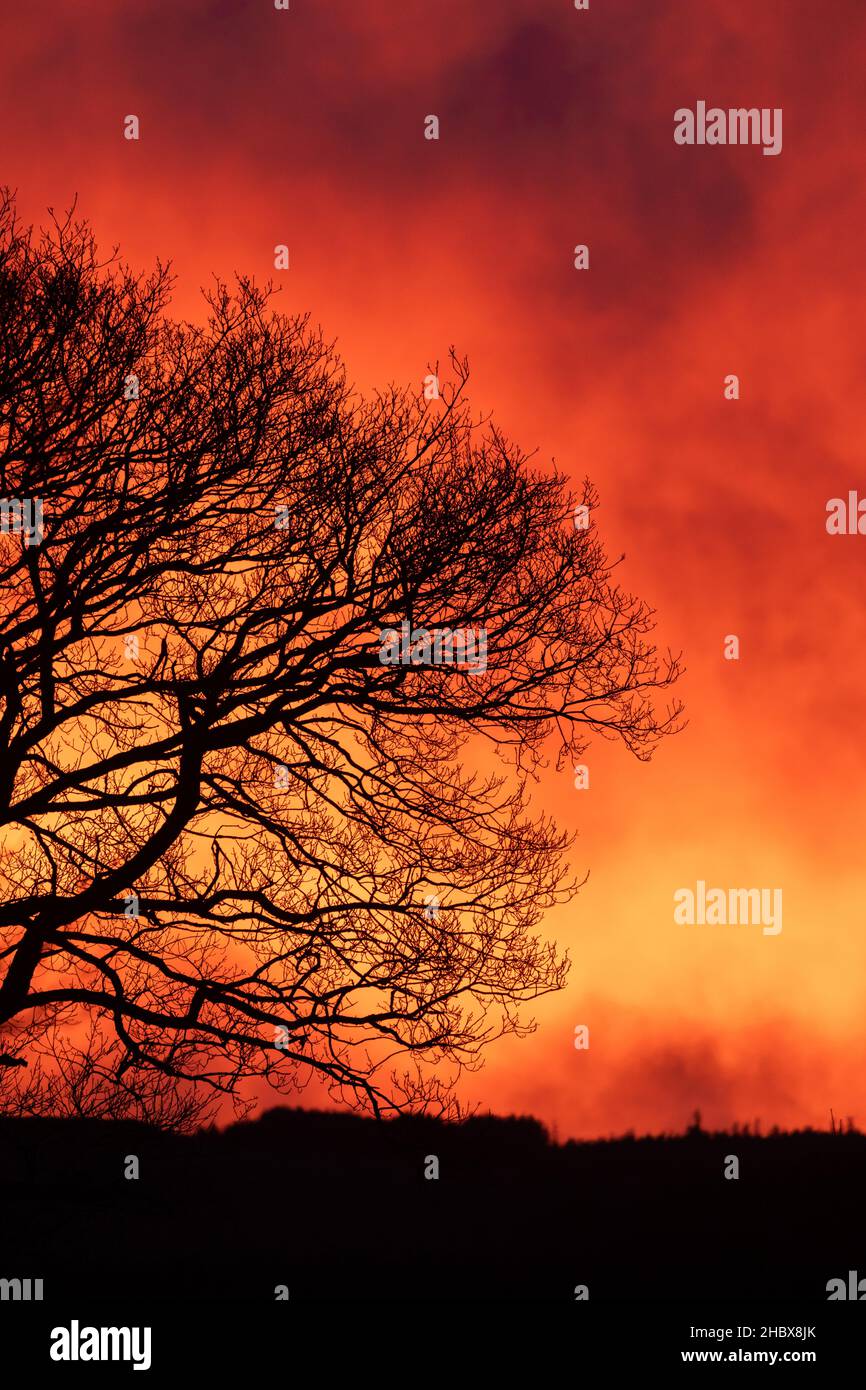 Aberystwyth, Ceredigion, Wales, UK. 22nd December 2021  UK Weather: A silhouetted tree stands afront of a colourful sky, as the weather stays in the low digits this winter’s morning in Pontrhydfendigaid. © Ian Jones/Alamy Live News Stock Photo