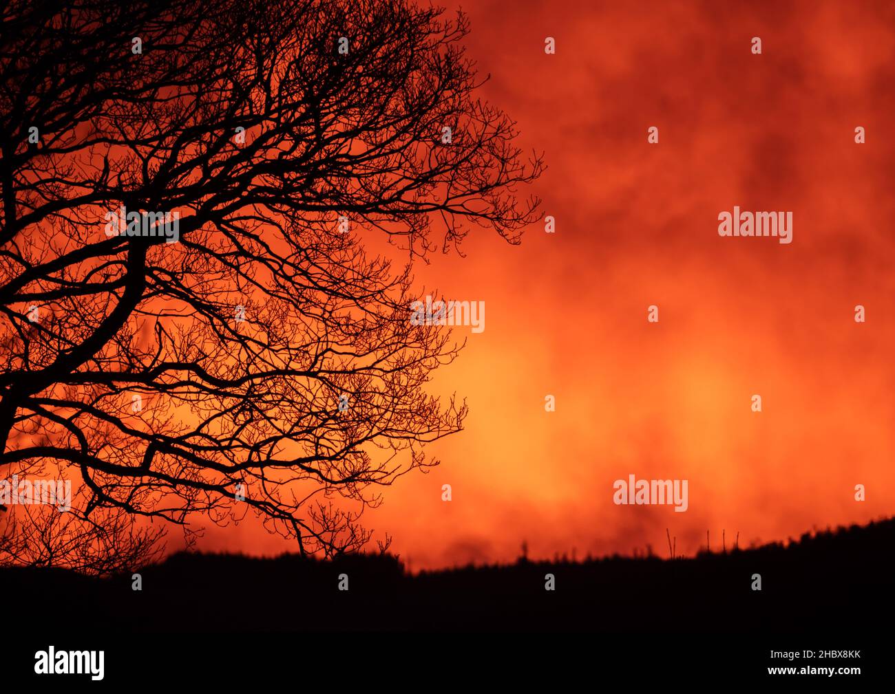 Aberystwyth, Ceredigion, Wales, UK. 22nd December 2021  UK Weather: A silhouetted tree stands afront of a colourful sky, as the weather stays in the low digits this winter’s morning in Pontrhydfendigaid. © Ian Jones/Alamy Live News Stock Photo