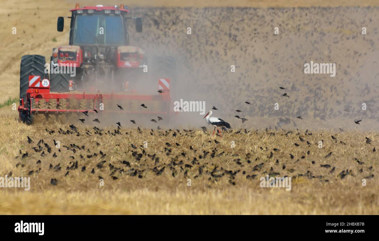 Big flock of common starlings (Sturnus vulgaris) and white stork feeding on plowing field right after tractor Stock Photo