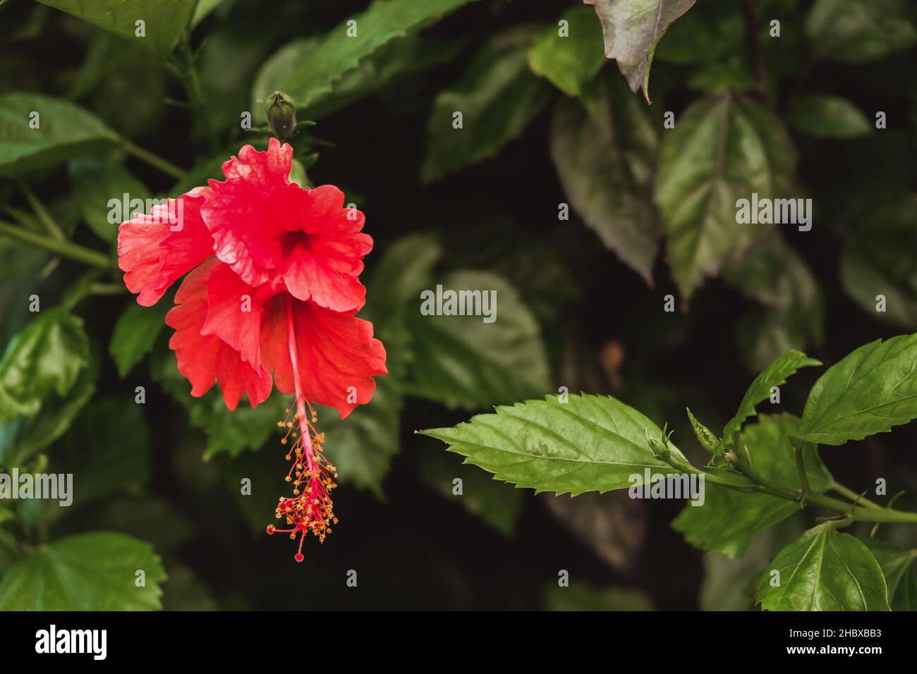 Red hibiscus flower on a green background in the tropical garden Stock ...