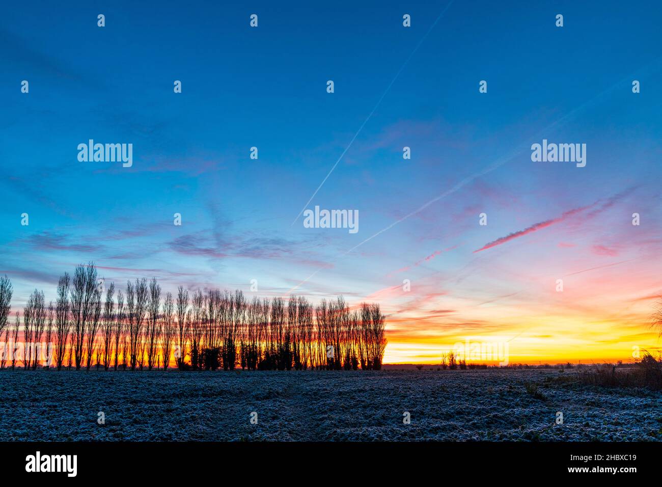 The dawn sky over a frost covered field with a line of poplar trees on ...