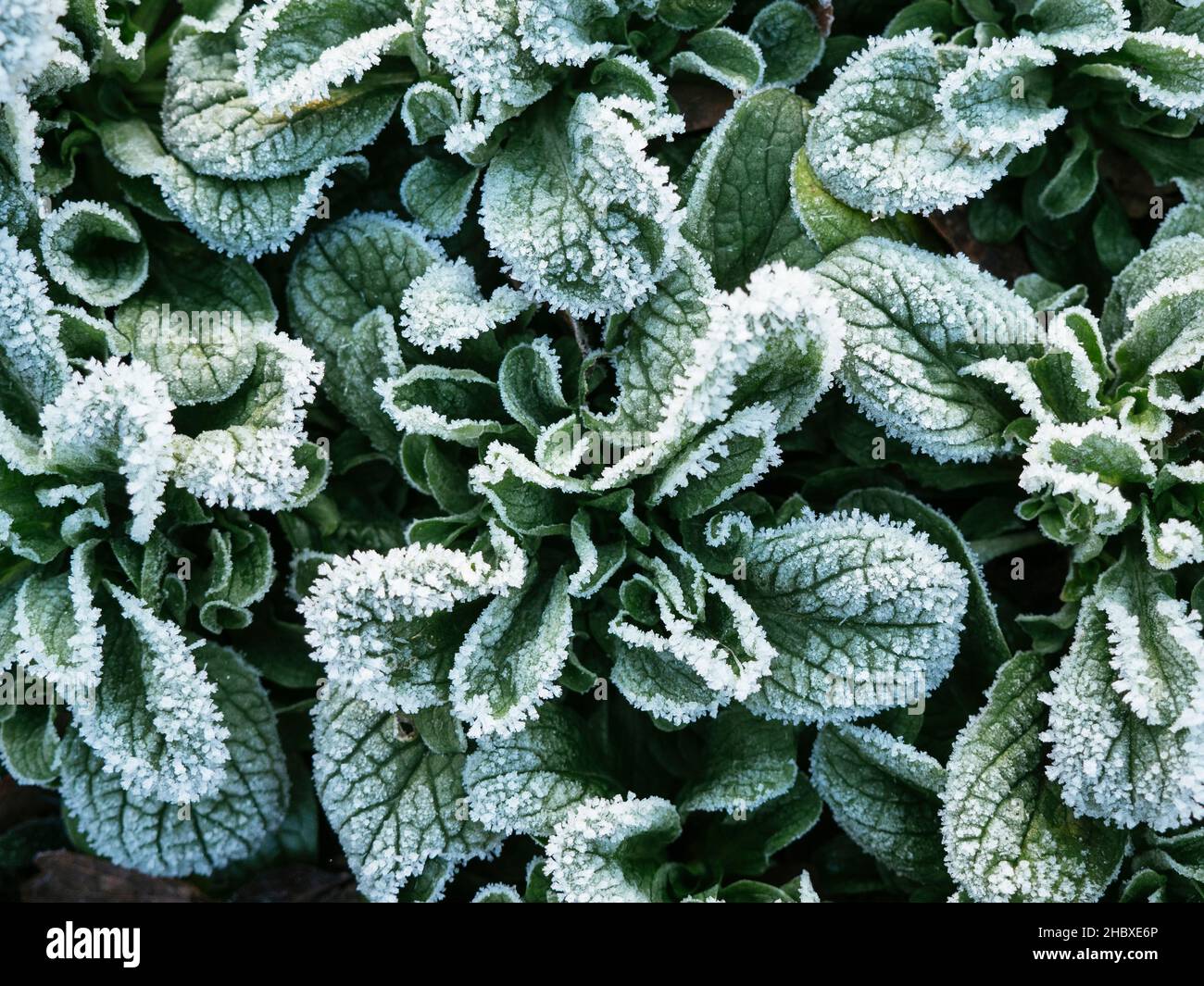 Corn salad (Valerianella locusta) with frost in December. Stock Photo